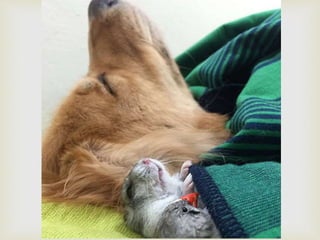 Conozcan a bob... y a sus "hermanos"