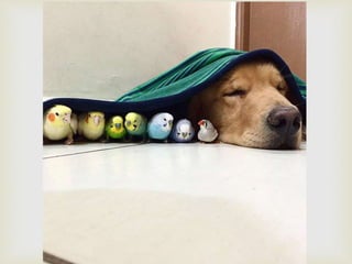 Conozcan a bob... y a sus "hermanos"