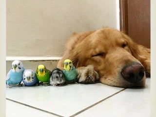 Conozcan a bob... y a sus "hermanos"