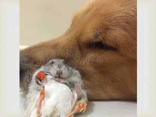 Conozcan a bob... y a sus "hermanos"