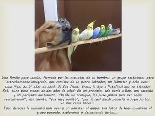 Una familia poco común, formada por las mascotas de un hombre: un grupo excéntrico, pero
estrechamente integrado, que consiste de un perro Labrador, un Hámster y ocho aves.
Luiz Higa, de 31 años de edad, de São Paulo, Brasil, le dijo a PetaPixel que su Labrador
Bob, tiene poco menos de dos años de edad. En un principio, solo tenía a Bob, una cacatúa
y un periquito australiano. “Desde un principio, los puse juntos para ver como
reaccionaban”, nos cuenta, “fue muy bonito”, “por lo cual decidí ponerlos a jugar juntos,
en mis ratos libres”.
Poco después le aumentó más aves y un hámster al grupo. Las fotos de Higa muestran al
grupo posando, explorando y descansando juntos….
 