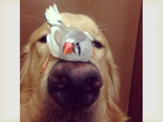 Conozcan a bob... y a sus "hermanos"