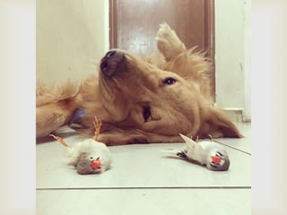 Conozcan a bob... y a sus "hermanos"