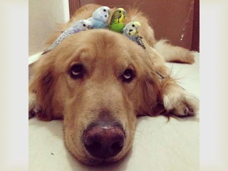 Conozcan a bob... y a sus "hermanos"