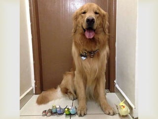 Conozcan a bob... y a sus "hermanos"