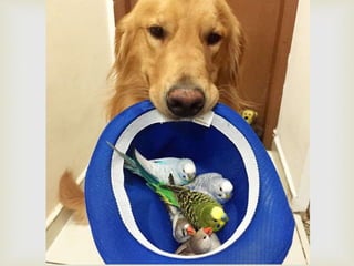 Conozcan a bob... y a sus "hermanos"