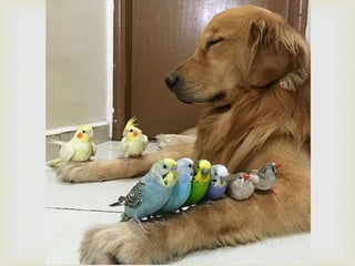 Conozcan a bob... y a sus "hermanos"