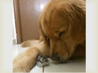 Conozcan a bob... y a sus "hermanos"