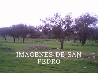 IMÁGENES DE SAN PEDRO 