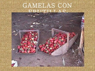 GAMELAS CON FRUTILLAS 