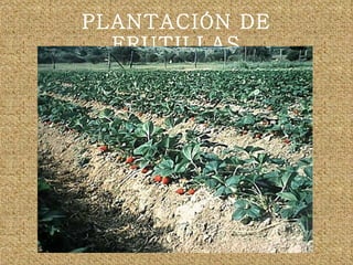 PLANTACIÓN DE FRUTILLAS 