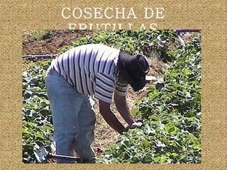 COSECHA DE FRUTILLAS 