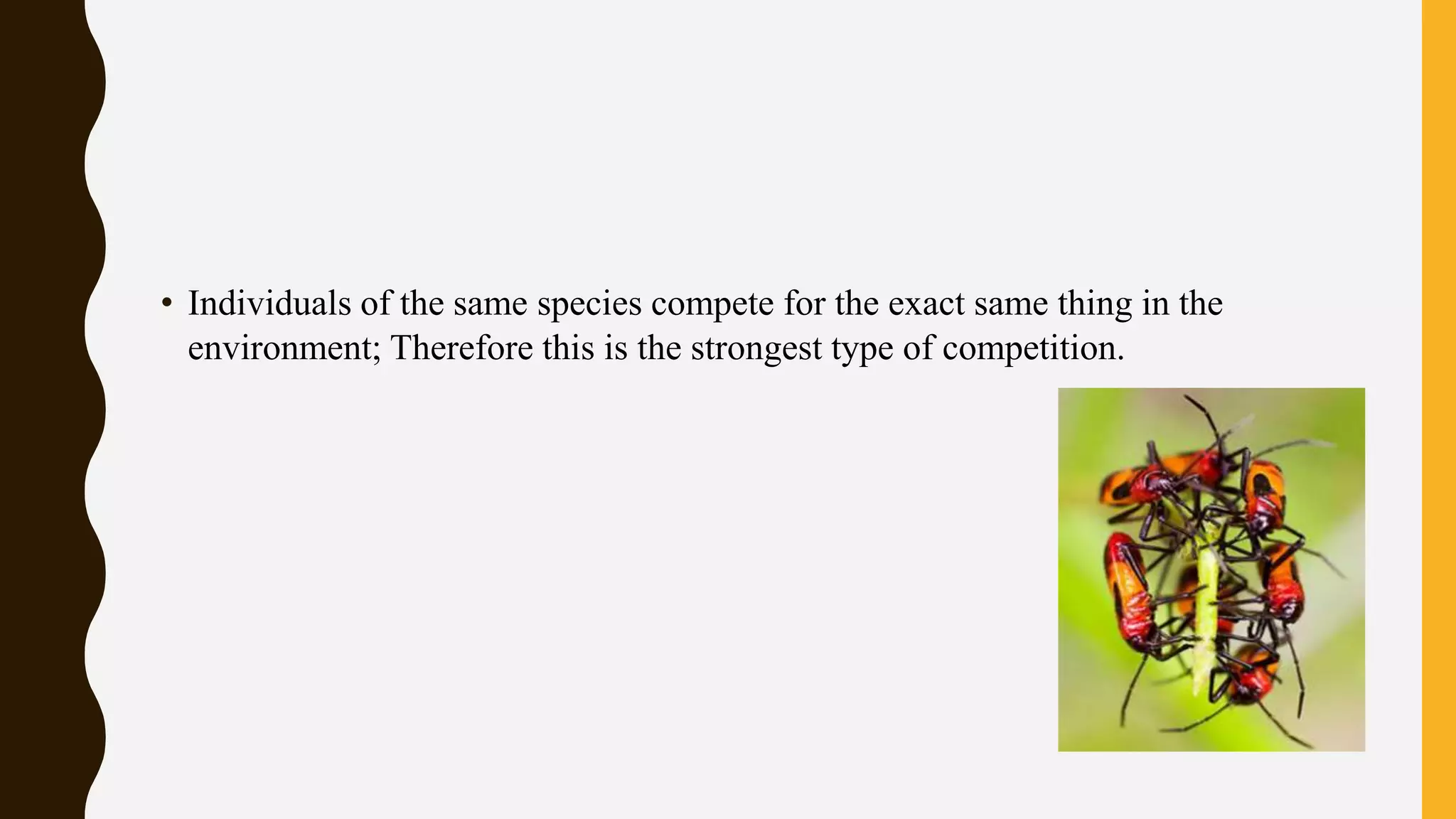 • Individuals of the same species compete for the exact same thing in the
environment; Therefore this is the strongest type of competition.
 