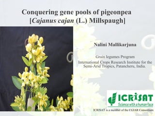 Conquering gene pools of pigeonpea
[Cajanus cajan (L.) Millspaugh]
Nalini Mallikarjuna
Grain legumes Program
International Crops Research Institute for the
Semi-Arid Tropics, Patancheru, India.
ICRISAT is a member of the CGIAR Consortium
 