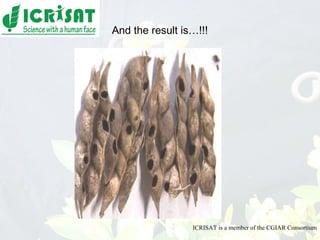 Conquering gene pools in pigeonpea