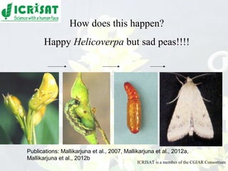 Conquering gene pools in pigeonpea