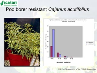 Conquering gene pools in pigeonpea
