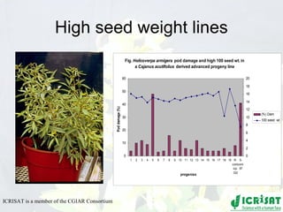 Conquering gene pools in pigeonpea