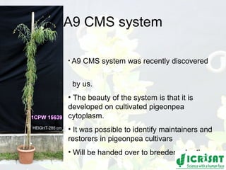 Conquering gene pools in pigeonpea