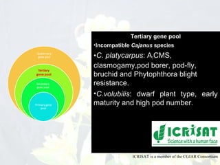 Conquering gene pools in pigeonpea