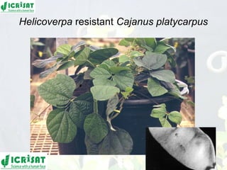 Conquering gene pools in pigeonpea
