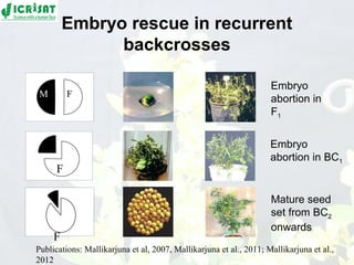 Conquering gene pools in pigeonpea