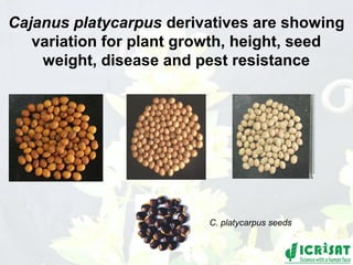 Conquering gene pools in pigeonpea