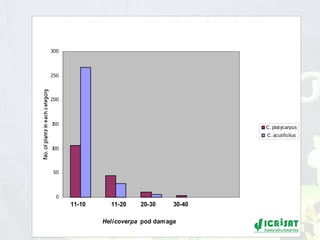 Conquering gene pools in pigeonpea