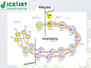 Conquering gene pools in pigeonpea