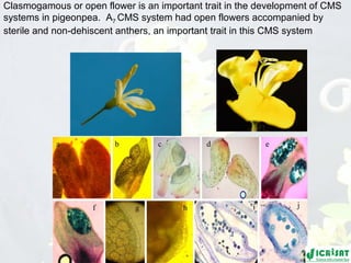 Conquering gene pools in pigeonpea