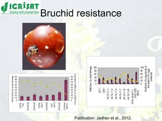 Conquering gene pools in pigeonpea