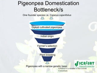 Conquering gene pools in pigeonpea
