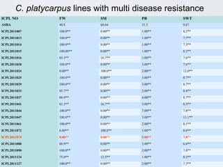 Conquering gene pools in pigeonpea