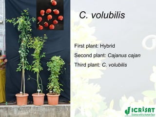 Conquering gene pools in pigeonpea