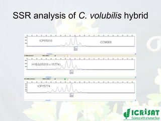 Conquering gene pools in pigeonpea