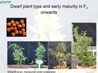 Conquering gene pools in pigeonpea