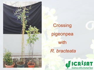Conquering gene pools in pigeonpea