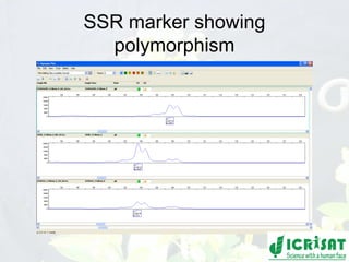 Conquering gene pools in pigeonpea