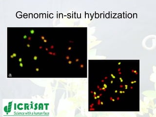 Conquering gene pools in pigeonpea