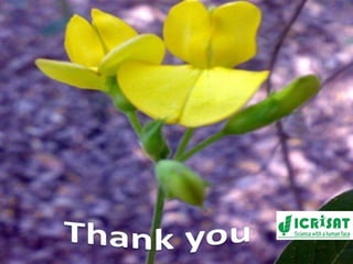 Conquering gene pools in pigeonpea