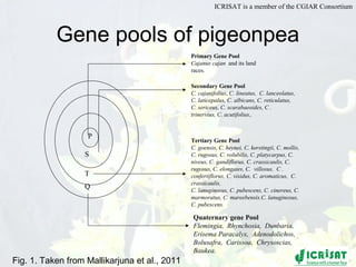 Conquering gene pools in pigeonpea