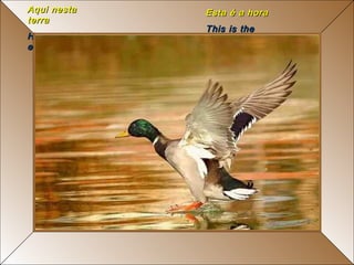 Aqui nesta     Esta é a hora
terra
               This is the
Here on this   hour
earth
 