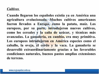 Cultivos  Cuando llegaron los espa ñ oles existía ya en América una agricultura evolucionada. Muchos cultivos americanos fueron llevados a Europa, como la patata ,  maíz. Los europeos, por su parte, introdujeron nuevos cultivos, como los cereales y la ca ñ a de azúcar, y técnicas más avanzadas. La ganadería, en cambio, era muy primitiva. Los europeos introdujeron en América especies como el caballo, la oveja, el cerdo y la vaca. La ganadería se desarrolló extraordinariamente gracias a las favorables condiciones naturales, buenos pastos amplias extensiones de terreno. 