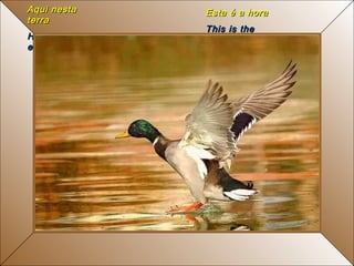 Aqui nesta terra Here on this earth  Esta é a hora This is the hour 