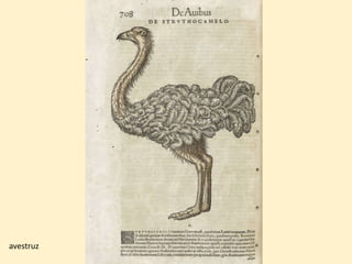 avestruz
 