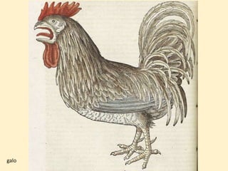 galo
 