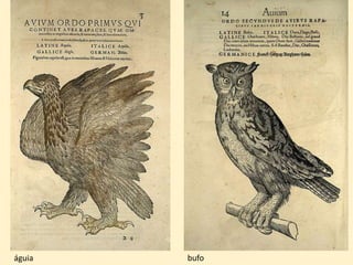 águia bufo
 