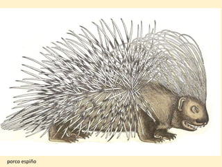 porco espiño
 