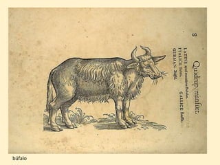 búfalo
 