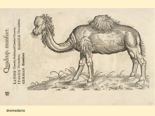 dromedario
 